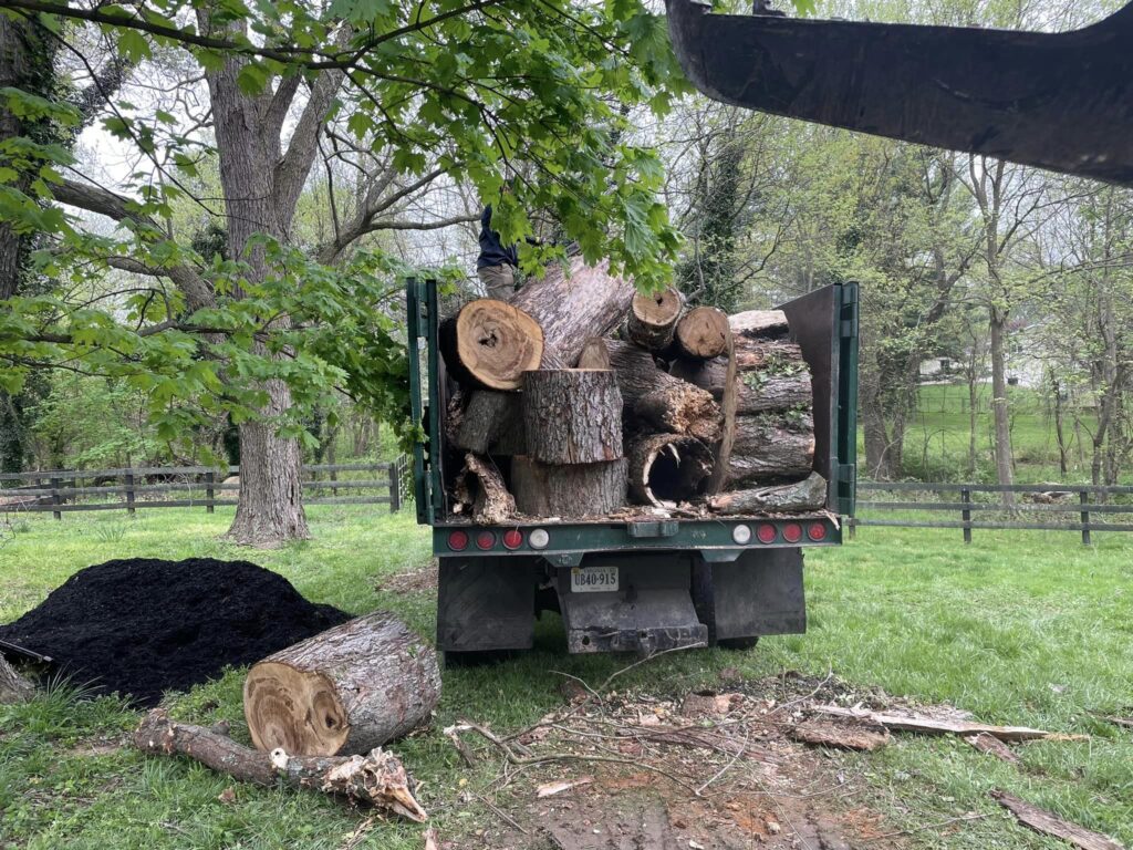 stump removal services in manassas