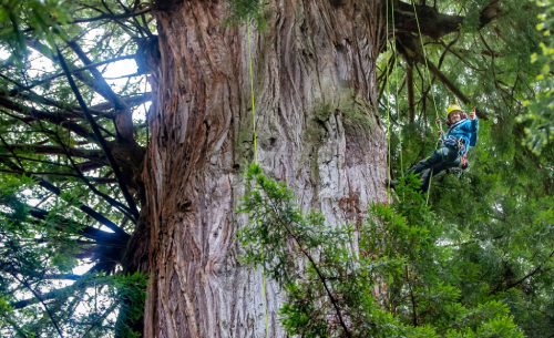 Professional Tree Disease and Pest Management