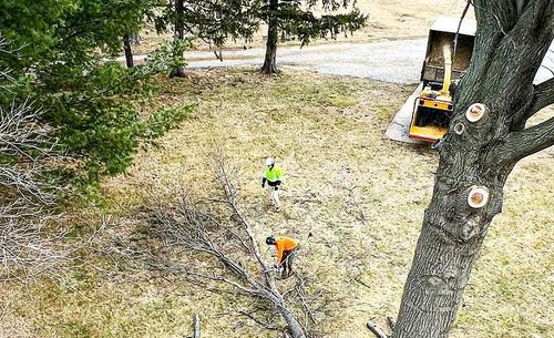 Emergency Tree Services in Manassas