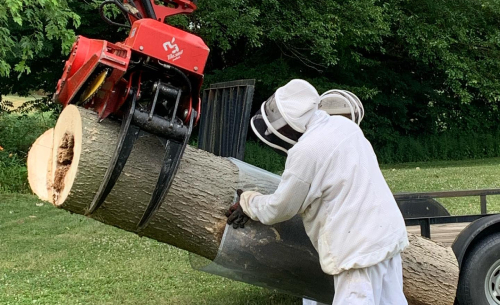 Tree Removal Services in Manassas