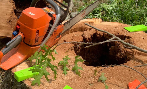 stump-removal-service-homepage-image