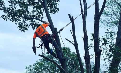 Arborist services in Manassas