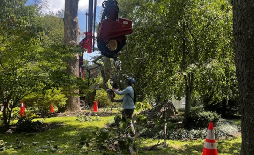 Tree maintenance services in Manassas