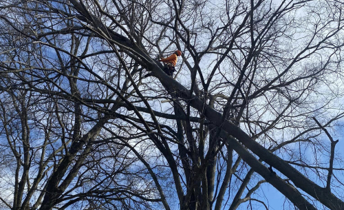 tree health and risk assessments