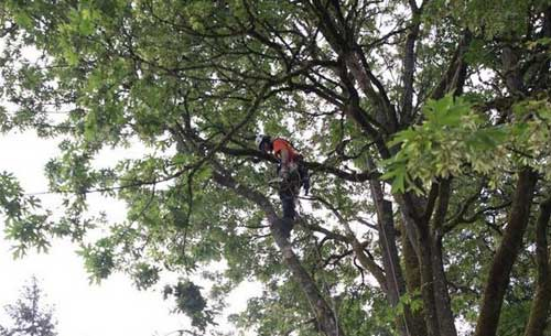 Tree Pruning Services in Manassas