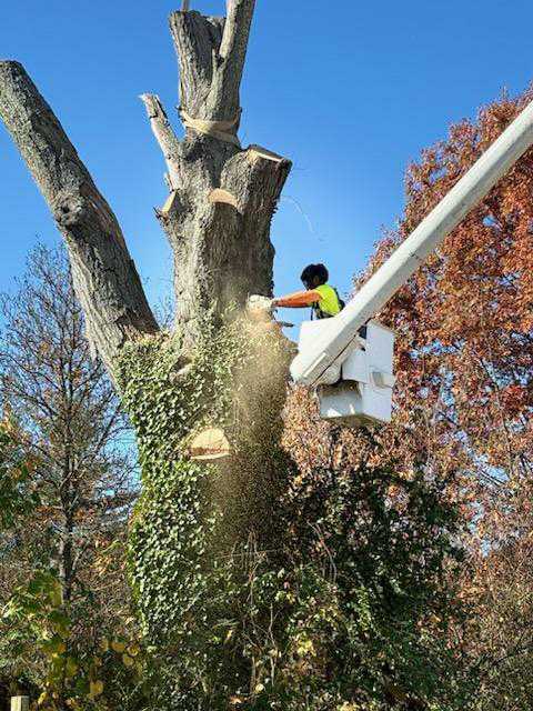 tree care services in Manassas