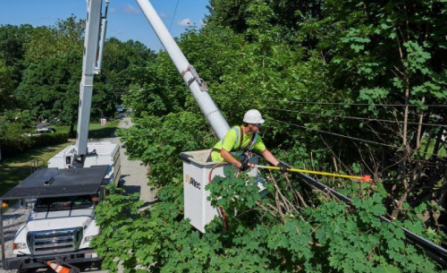 Tree Trimming Services in Manassas