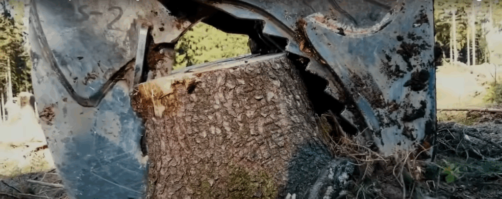 stump removal services in manassas