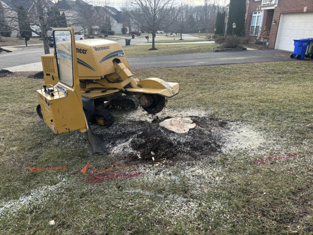 stump grinding in manassas, va