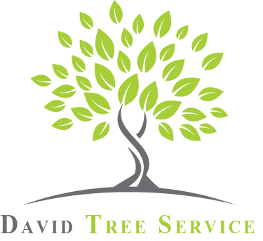 David Tree Service