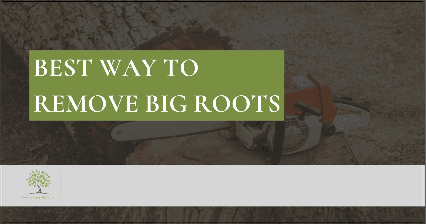 Best Way To Remove Big Roots