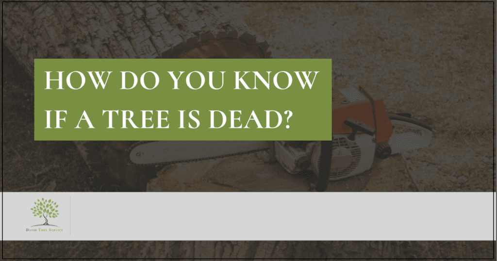 How Do You If A Tree Is Dead