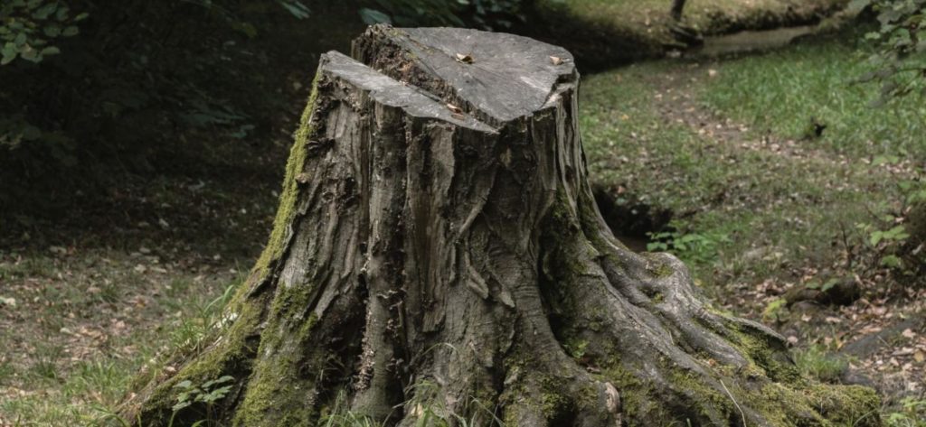 Best Way To Remove A Small Tree Stump