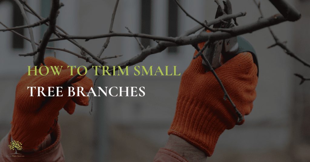 How To Trim Small Tree Branches