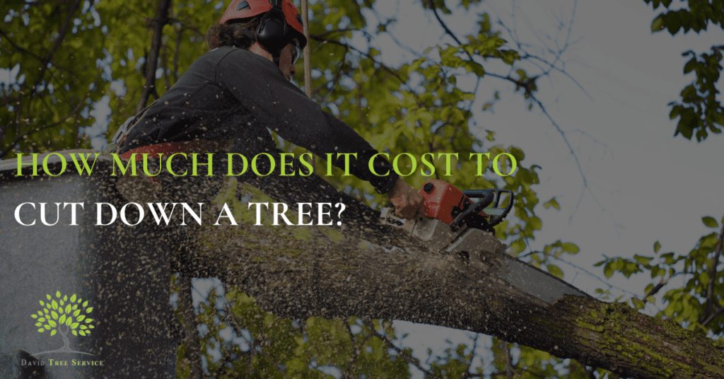 How Much Does It Cost To Cut Down A Tree