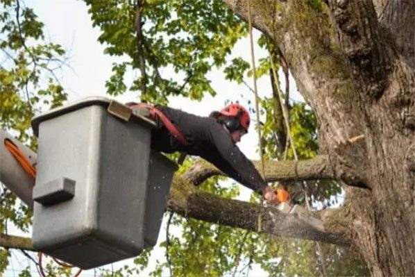Tree Service In Woodbridge Va