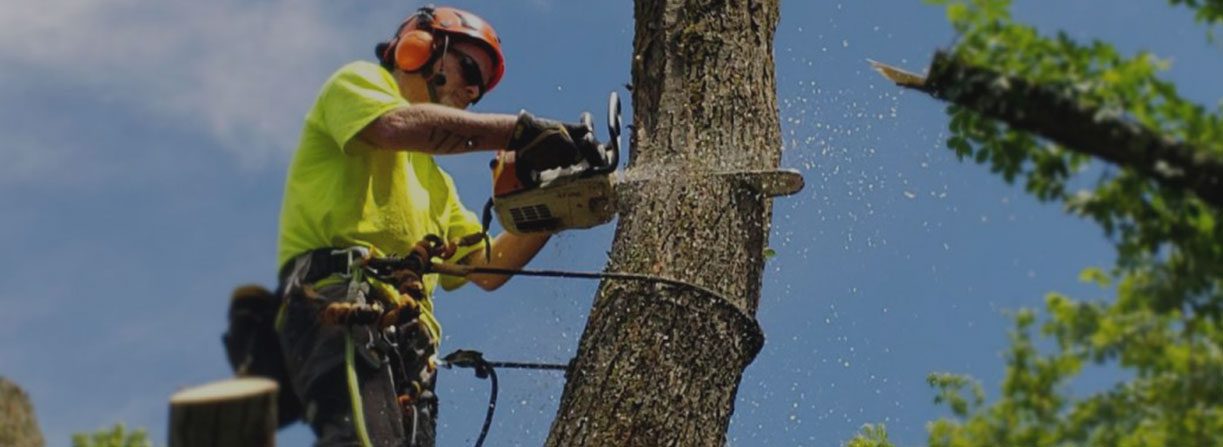 Tree Service Woodbridge, VA