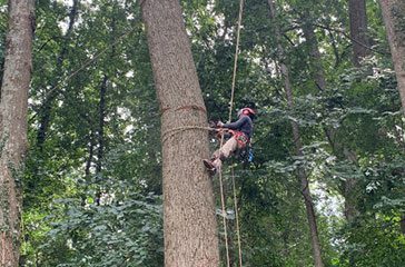 Arborists Climbing Tree