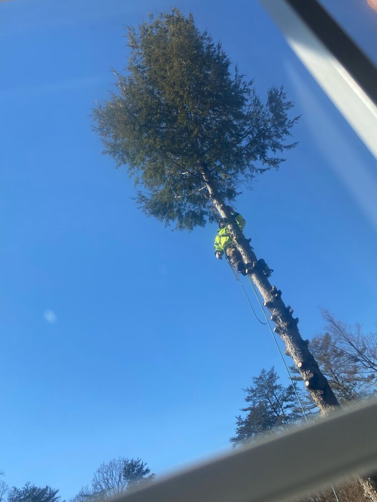 Old Town Manassas manassas Best Tree Service in Old Town Manassas