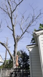 Tree Diseases in Manassas VA