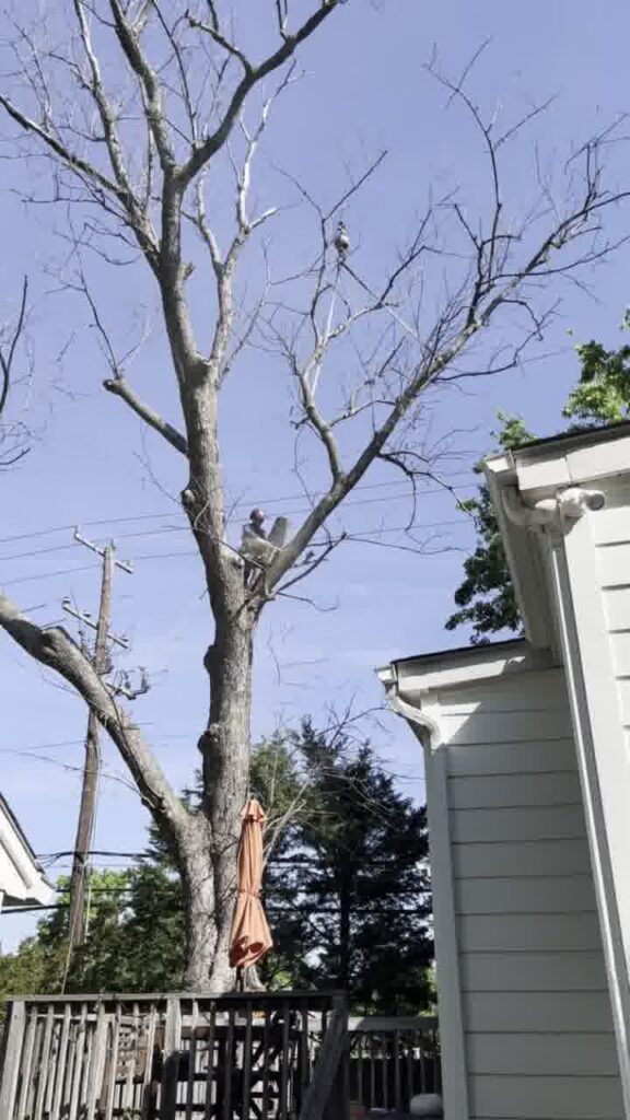 Tree Diseases in Manassas VA