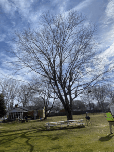 DIY vs Tree Trimming Manassas