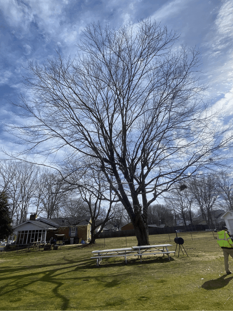 DIY vs Tree Trimming Manassas