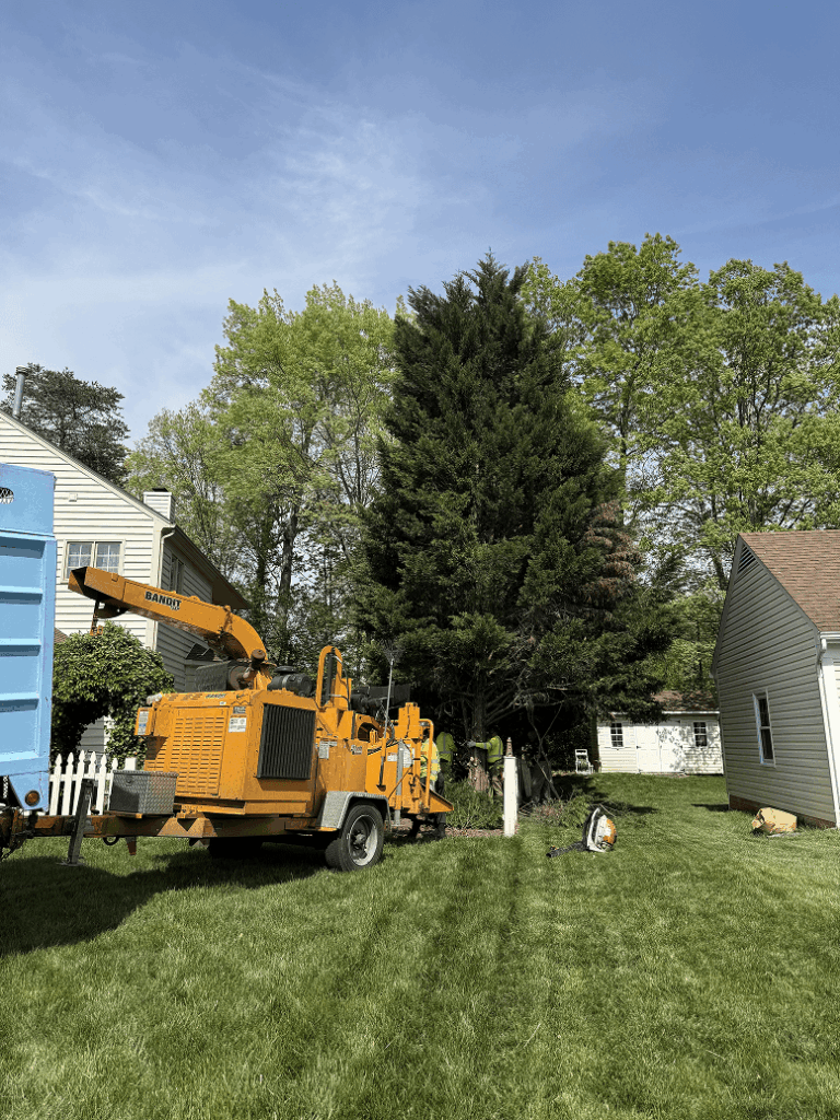 tree trimming techniques